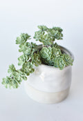 5" Faux Green Sedum Succulent Pick